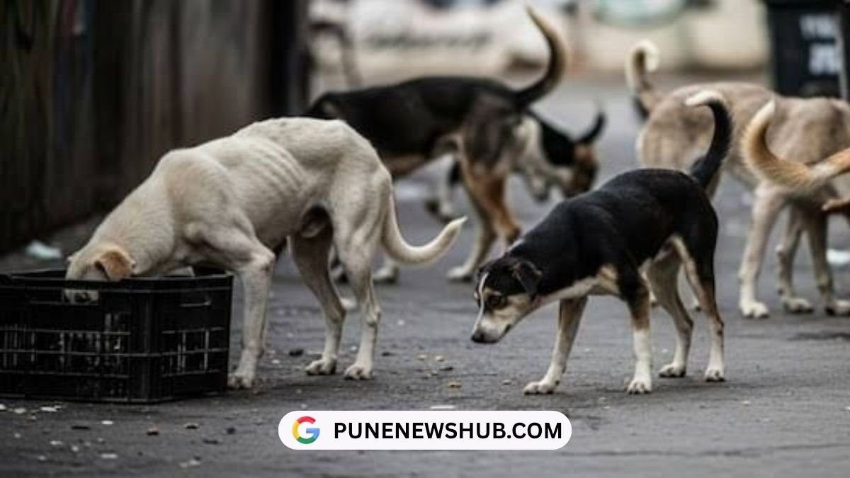 Supreme Court Stray Dogs Order