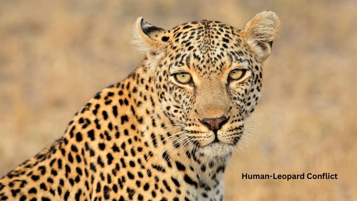 Human-Leopard Conflict