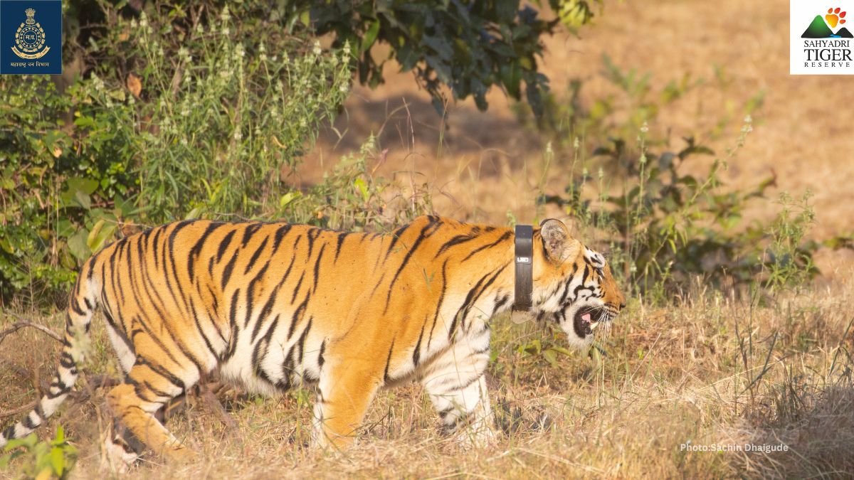 Sahyadri Tiger Reserve