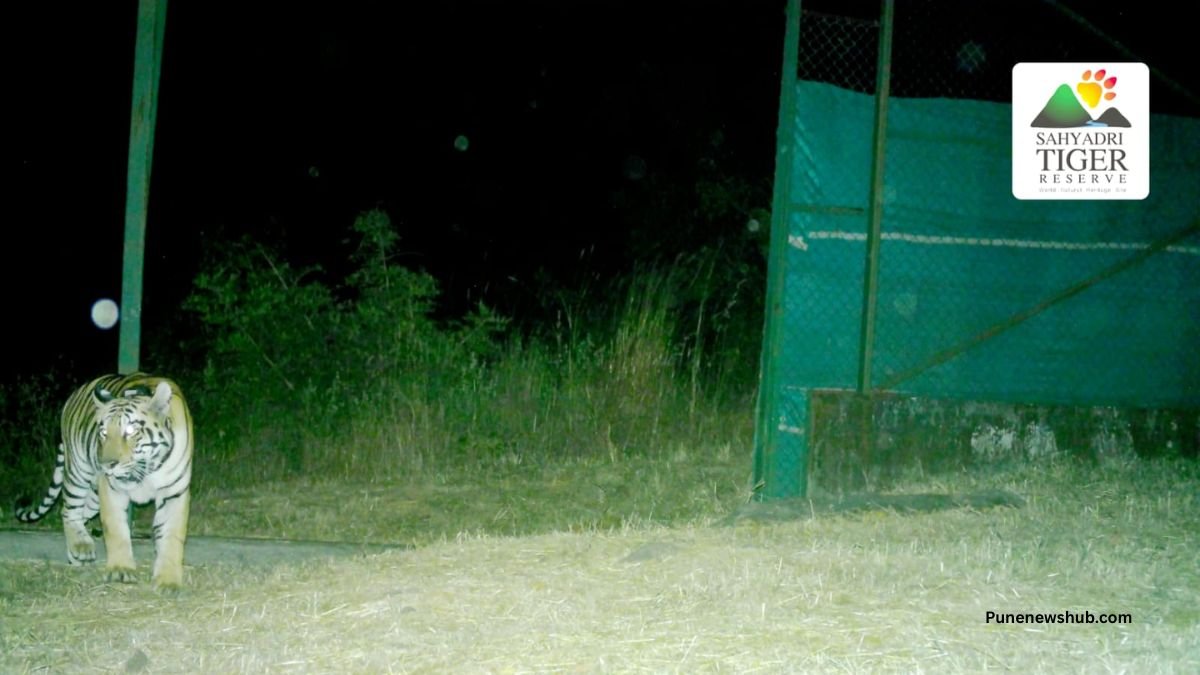 Sahyadri Tiger Reserve