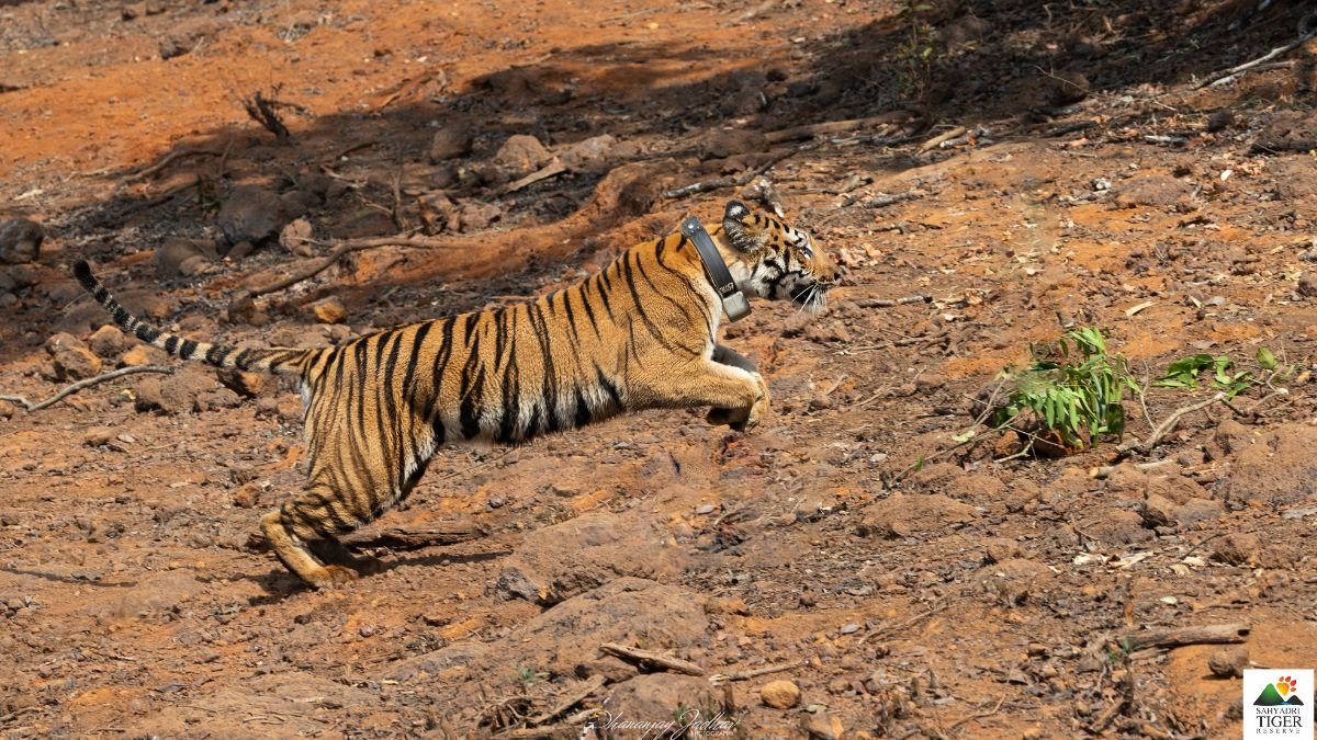 Sahyadri Tiger Reserve